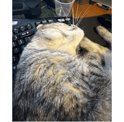 Tabby Cat lying on a Keyboard #shop_name