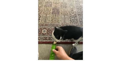 Black and White Cat being taken care of my WAW Pet Care