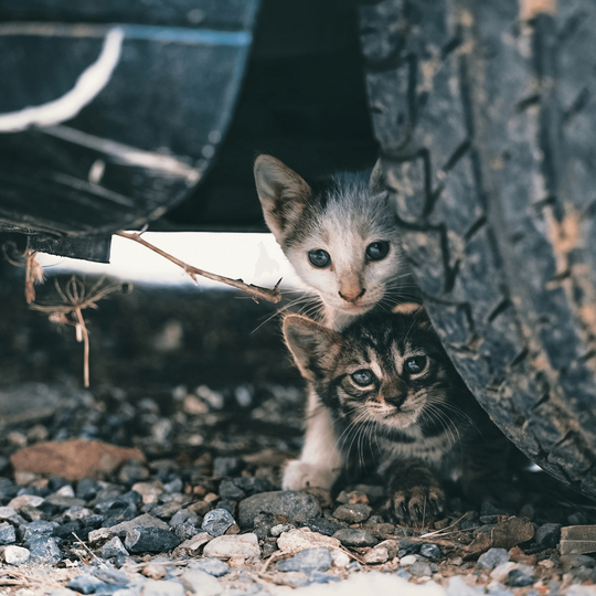 Stray Kittens Looking out from under a car