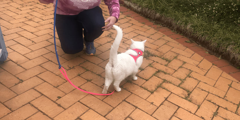 cat being taken on a walk by waw pet care#shop_name