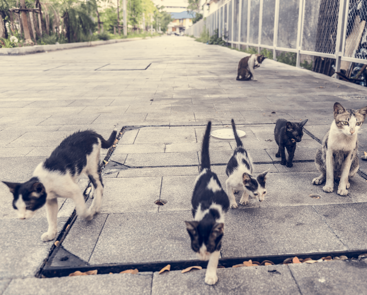 Group of Stray Cats