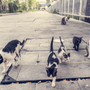 Group of Stray Cats