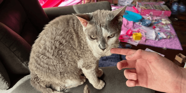 Devon Rex Cat being cared for by WAW Pets